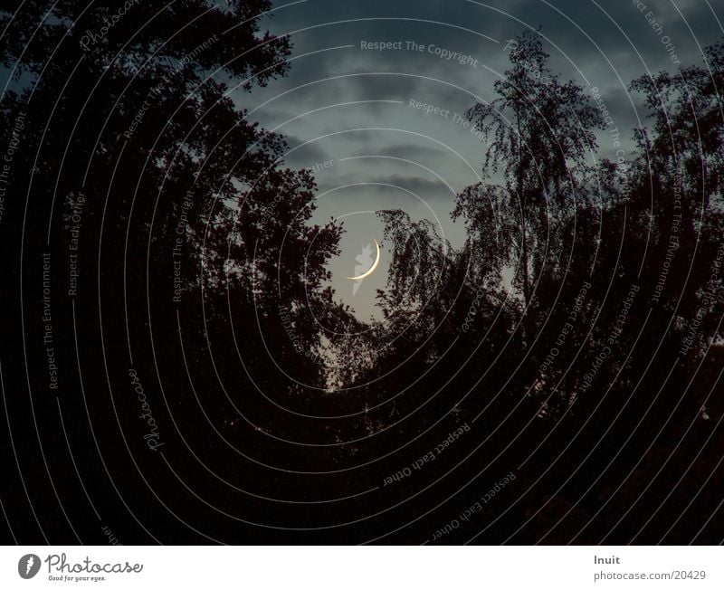 crescent moon Dusk Tree Night Moon Crescent moon Silhouette Copy Space left Copy Space bottom