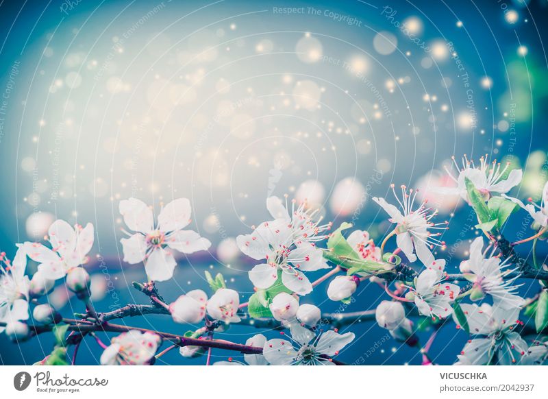 Beautiful flower, nature background Design Summer Garden Nature Plant Spring Leaf Blossom Park Blossoming Love Soft Pink Joie de vivre (Vitality)