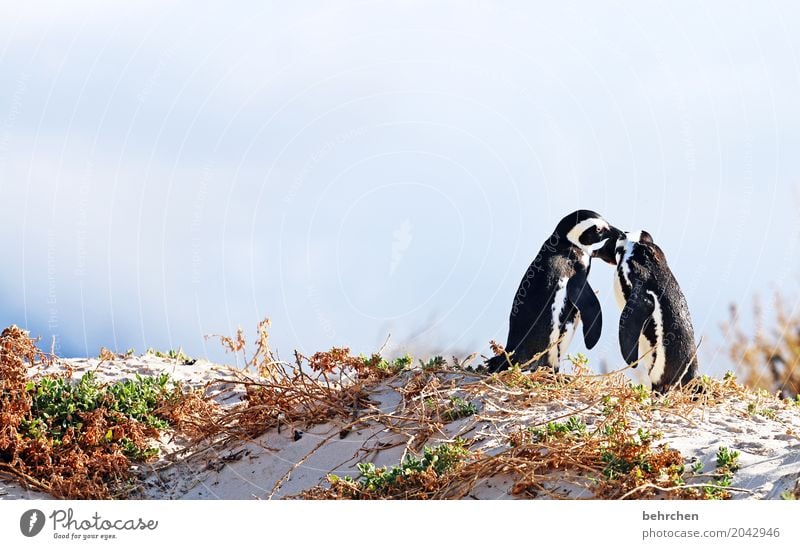 Pair dancing. Vacation & Travel Tourism Trip Adventure Far-off places Freedom Coast Beach Bay Ocean Wild animal Bird Web-footed birds Penguin Pair of animals