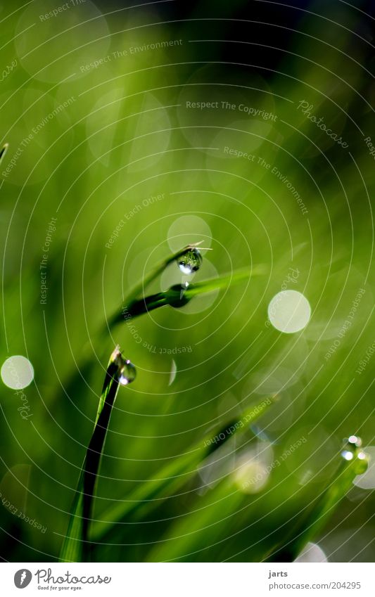 ..blurry... Environment Nature Drops of water Spring Summer Beautiful weather Plant Grass Foliage plant Meadow Fresh Wet Natural Green Calm