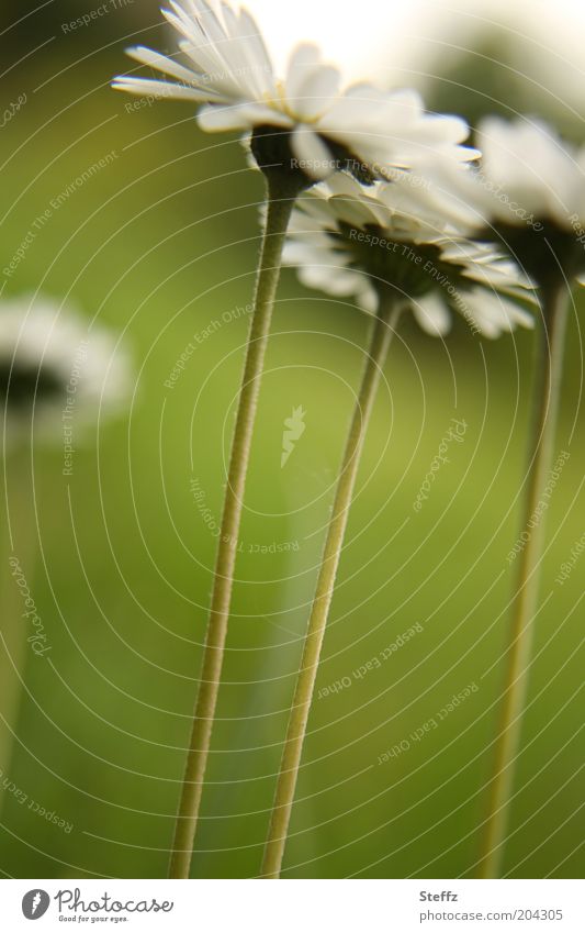 Daisies from the frog's eye view Daisy Flower stalk Worm's-eye view meadow flowers Stalk little flowers wild flowers native wild plants Domestic wax Simple