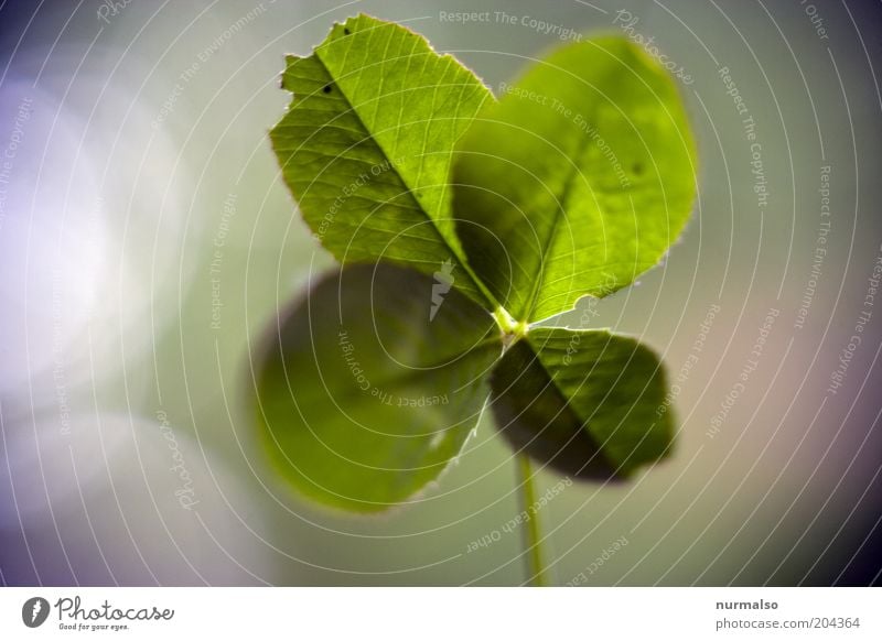 I wish you luck! Environment Nature Beautiful weather Plant Grass Clover Cloverleaf Sign Good luck charm Discover To dry up Sustainability Natural Emotions