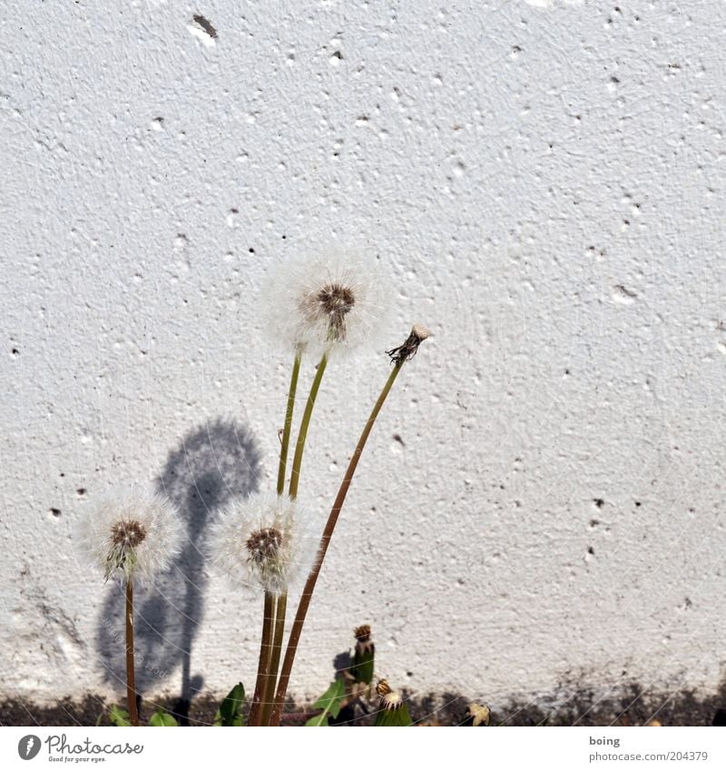 The shadowy existence of a wallflower Environment Nature Plant great photo Exterior shot Copy Space right Copy Space top Copy Space middle Neutral Background