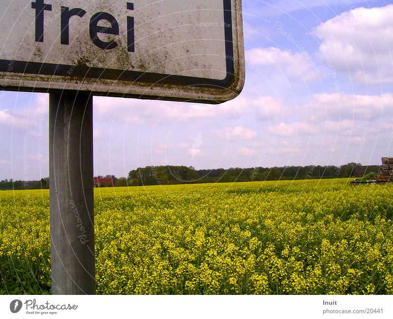 unattached Field Clouds Transport Signs and labeling Sky Freedom wild mustard