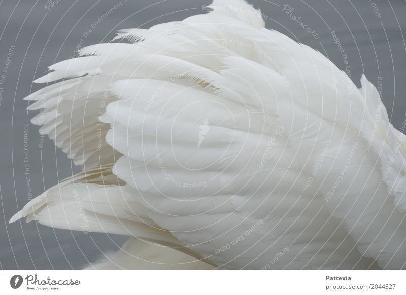 swanlike plumage Wild animal Swan Wing 1 Animal Swimming & Bathing Gray White Esthetic Elegant Ease Pride Feather Lake Brooklyn Spring Exterior shot Close-up