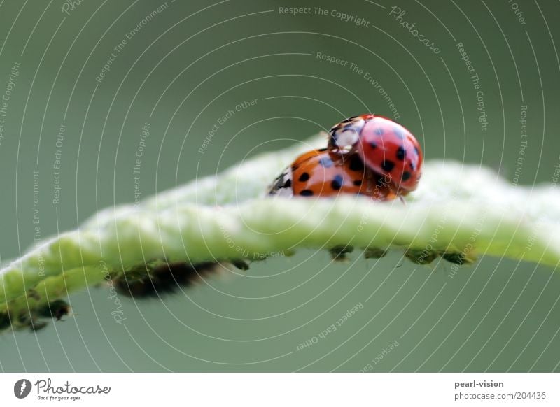 leaf life Beetle Crawl Together Above Connectedness Nature Colour photo Exterior shot Macro (Extreme close-up) Ladybird Propagation Greenfly Pair of animals Day