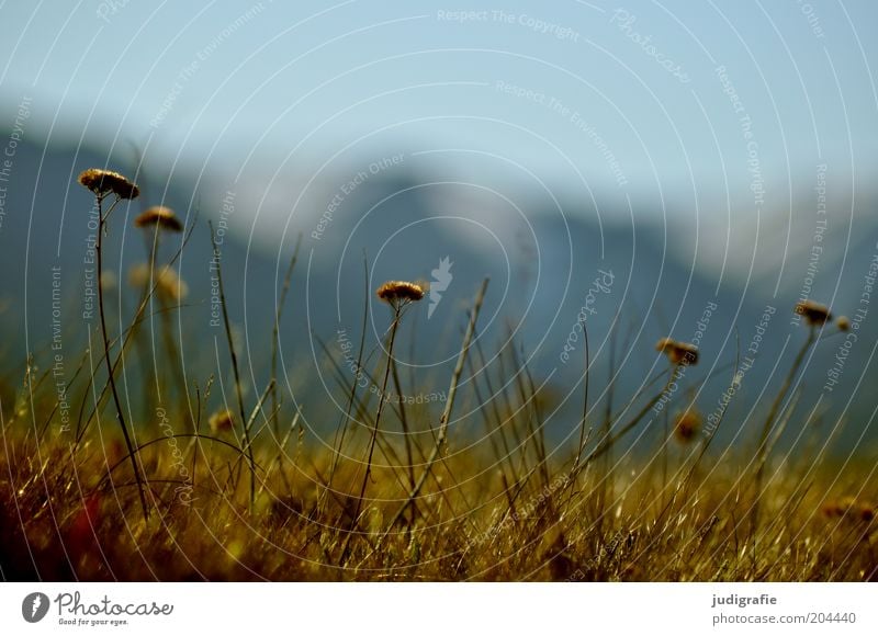 Iceland Environment Nature Plant Sky Spring Flower Grass Wild plant Mountain Faded To dry up Growth Natural Colour photo Exterior shot Close-up Detail Day Blur