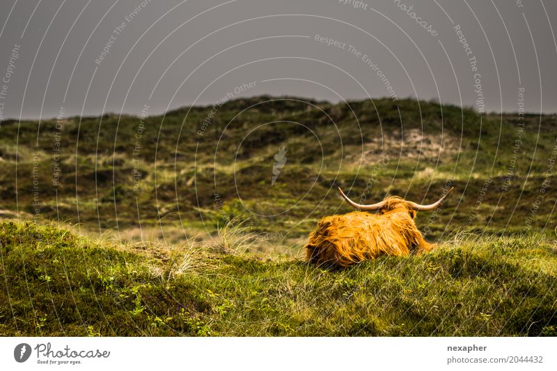 Cattle on meadow in sunshine and bad weather front Nature Landscape Elements Clouds Storm clouds Sunlight Spring Summer Climate change Bad weather Grass Meadow