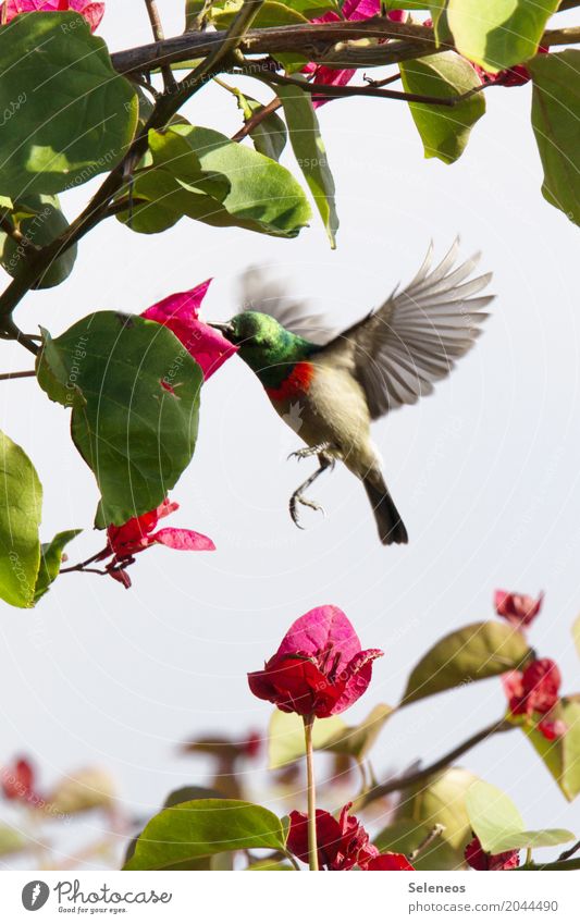 Quick stop Freedom Safari Summer Summer vacation Environment Nature Plant Tree Flower Leaf Blossom Animal Wild animal Bird Wing nectar bird 1 Flying Feeding