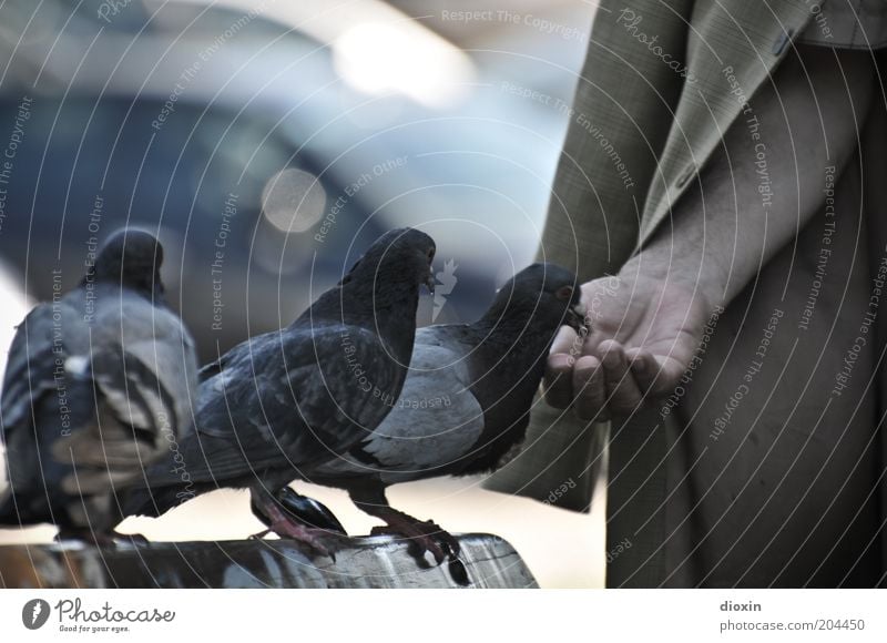 The old man and the doves Human being Male senior Man Arm Hand 1 Animal Pigeon Wing 3 Group of animals To feed Feeding Blue Brown Gray Trust Love of animals