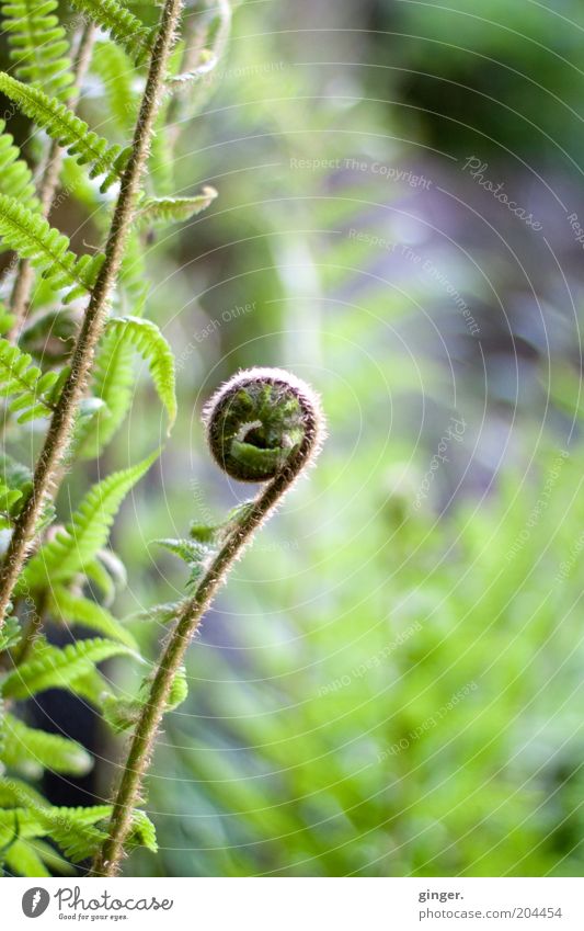 fern curl Nature Plant Spring Fern Leaf Green Fern leaf curled vascular spore plants Medicinal plant Spiral Deserted Exceptional Blur Colour photo Exterior shot