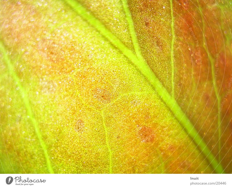 Sheet 01 Plant Vessel transmitted Brain and nervous system Close-up Macro (Extreme close-up)