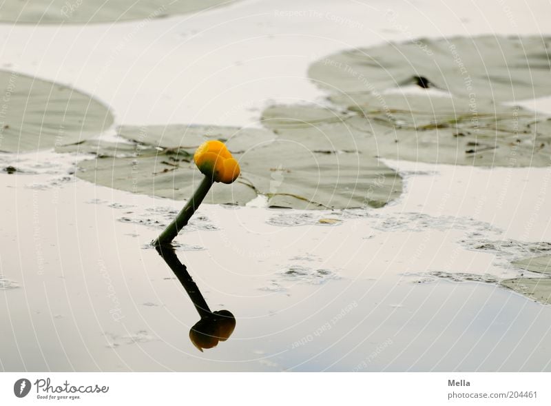 Silent lake Environment Nature Plant Water Spring Summer Flower Leaf Blossom Water lily Water lily leaf Aquatic plant Pond Lake Growth Natural Moody Calm Idyll