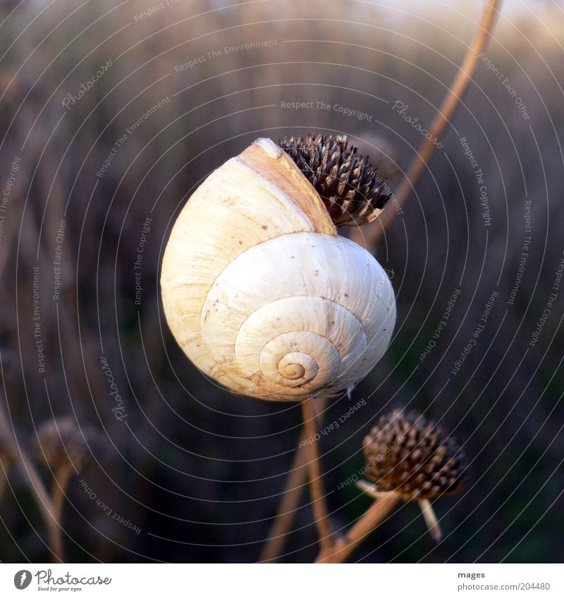 @ Environment Nature Animal Wild animal Snail 1 Esthetic Brown Calm summer sleep Drought Colour photo Exterior shot Deserted Shallow depth of field Snail shell