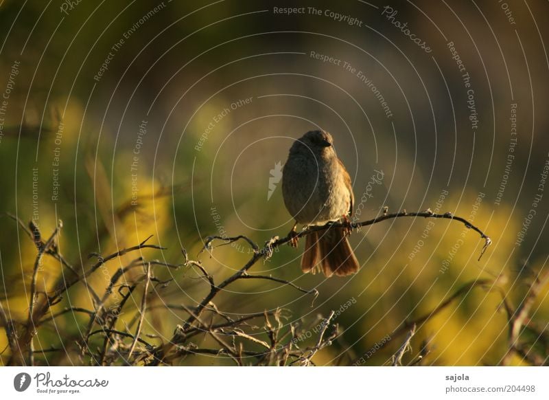 piepmatz at dusk Environment Nature Animal Wild animal Bird 1 Sit Wait Moody Dusk Colour photo Exterior shot Evening Twilight Light Shadow Sunlight