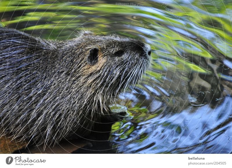 nutria Environment Nature Water Brook River Animal Wild animal Animal face Pelt 1 Swimming & Bathing Nutria Colour photo Subdued colour Close-up Detail Day