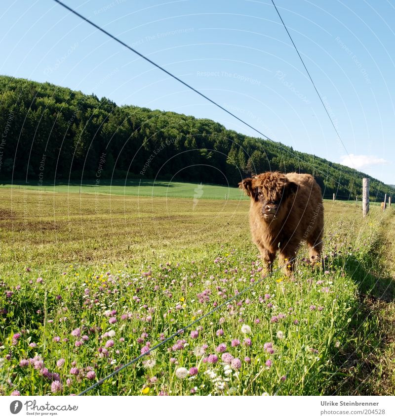 Scottish highland cattle next to pasture fence Cattle Highland cattle Calf Agriculture Cattle breeding young bull Bull Meadow Willow tree Grass Pasture fence