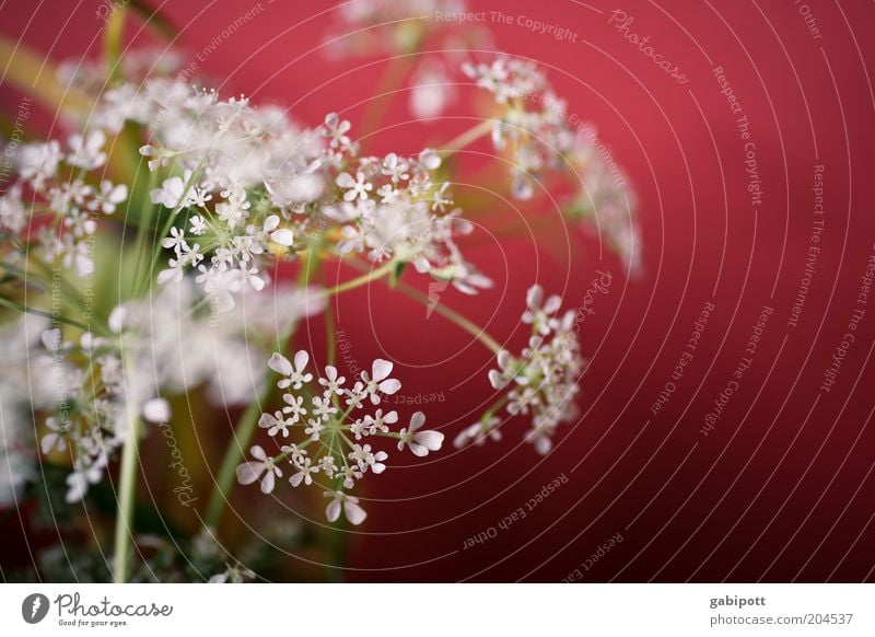 Red-White Nature Plant Grass Bushes Blossom Agricultural crop Wild plant Beautiful Life Fragrance Multicoloured Interior shot Close-up Deserted Day Sunlight