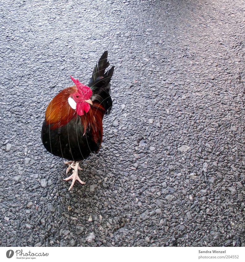 Hermann Cockckel Animal Farm animal Bird 1 Walking Colour photo Exterior shot Close-up Deserted Copy Space right Neutral Background Day Deep depth of field