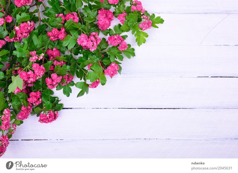 hawthorn branch with pink flowers Decoration Plant Flower Leaf Bouquet Wood Blossoming Fresh Bright Green Pink White Hawthorn blank space background vintage