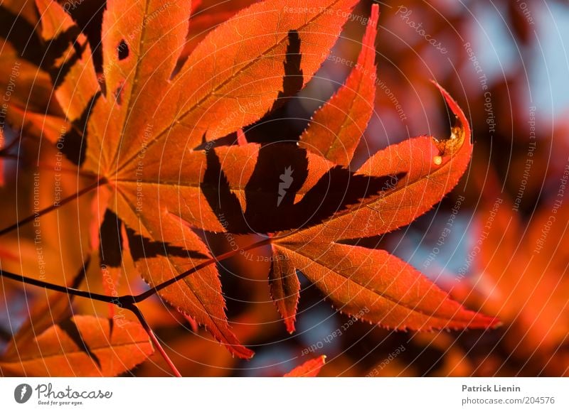 I see red Environment Nature Plant Weather Tree Leaf Red Exotic Beautiful Intensive Structures and shapes Above Calm Brilliant Colour photo Exterior shot