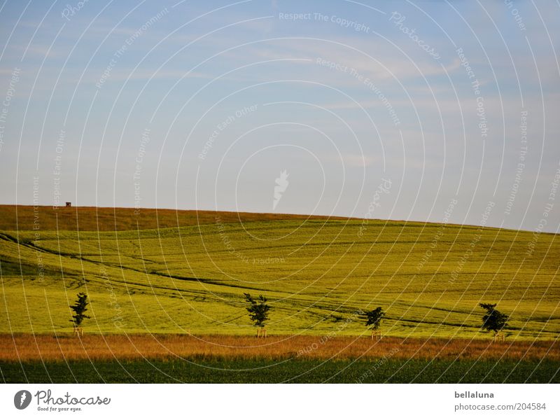 ... and it's summer! Environment Nature Landscape Plant Air Sky Clouds Horizon Sunlight Summer Climate Weather Beautiful weather Warmth Agricultural crop Field