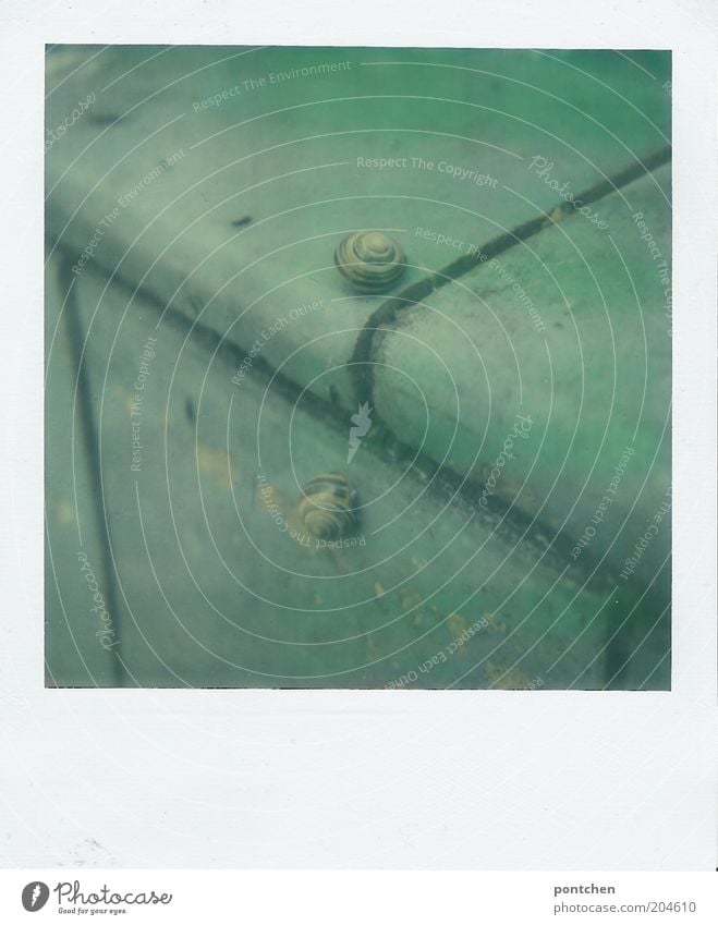 Snails in the basin Open-air swimming pool Swimming pool Tile Corner Animal Snail shell Pair of animals 2 Pastel tone Broken Green Empty Slowly Calm Stagnating