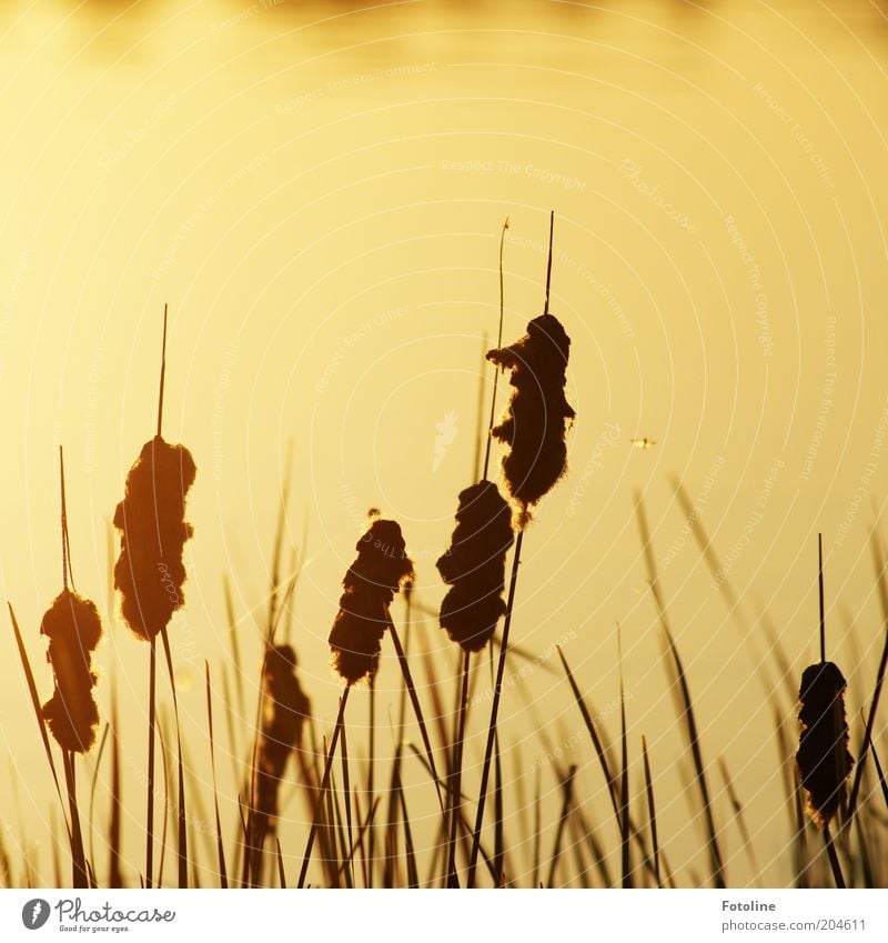 - 250 - Mosquitoes at the lake Environment Nature Landscape Plant Elements Water Summer Beautiful weather Lakeside Hot Bright Warmth Gold Black Common Reed