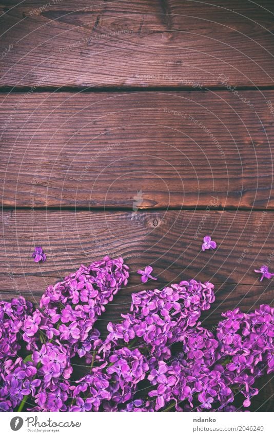 bouquet of purple lilac Valentine's Day Plant Flower Leaf Blossom Bouquet Wood Fresh Natural Brown Colour blooming Bud Floral spring Blossom leave Lilac Seasons