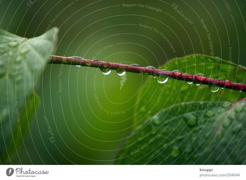 After The Rain Harmonious Relaxation Calm Summer Environment Nature Plant Water Drops of water Bad weather Bushes Leaf Foliage plant Wild plant Green Red