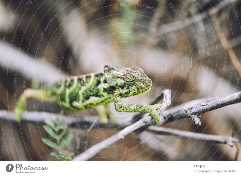 Curious Chameleon Animal Wild animal Green tropical animals Tropical Colour photo Close-up Detail Macro (Extreme close-up) Copy Space top Blur