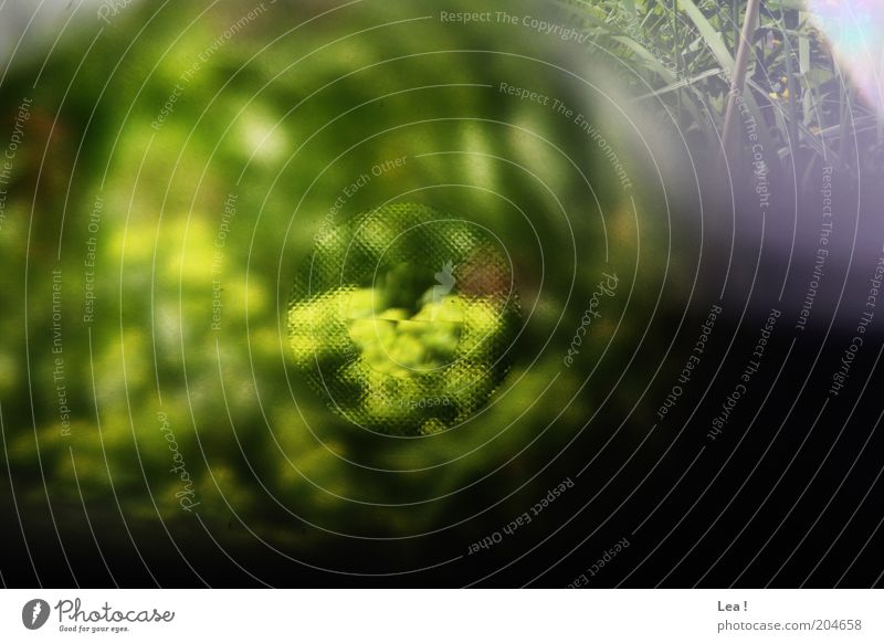 transparency Nature Plant Camera Fresh Colour Analog Viewfinder Colour photo Exterior shot Deserted Day Vista Blur