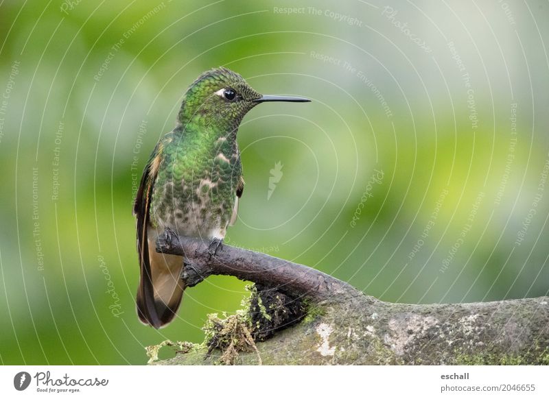 Flying Artist II (Hummingbird, Cloud Forest Ecuador) Adventure Freedom Nature Animal Virgin forest Wild animal Bird Hummingbirds 1 Esthetic Exotic Natural Cute