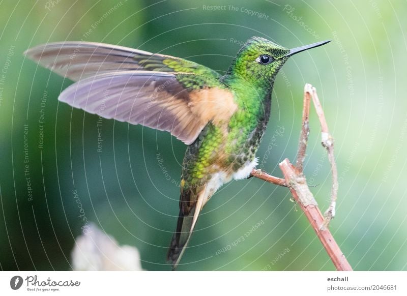 Flying Artist (Hummingbird, Cloud Forest Ecuador) Virgin forest Cloud forest Nature Animal Wild animal Bird Hummingbirds 1 Esthetic Exceptional Exotic Fantastic