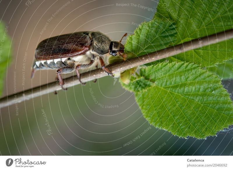 Mr. Sumsemann, cockchafer on beech branch Nature Plant Animal Spring Beautiful weather Tree Leaf Beech tree Beech leaf Meadow Field Forest Beetle May bug Insect