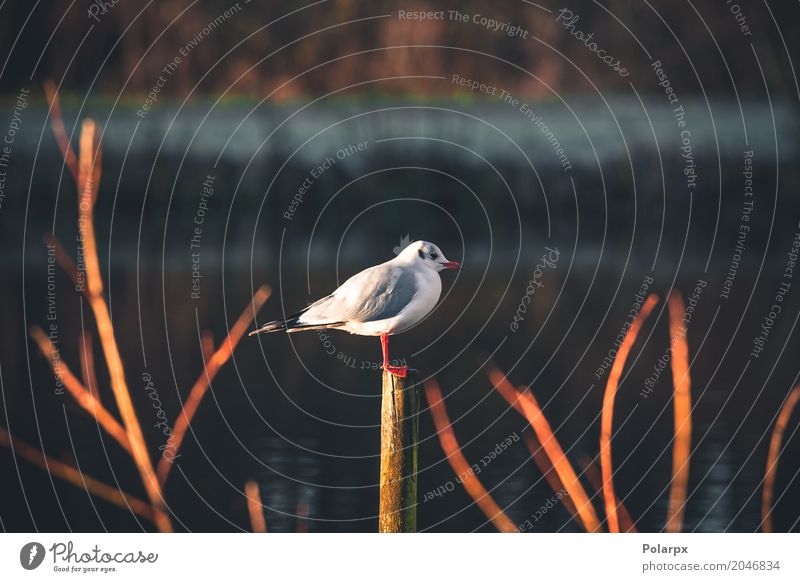 Seagull on a wooden post Beautiful Body Vacation & Travel Ocean Man Adults Nature Animal Sky Baltic Sea Harbour Bird Wing Wood Sit Stand Natural Wild White pole