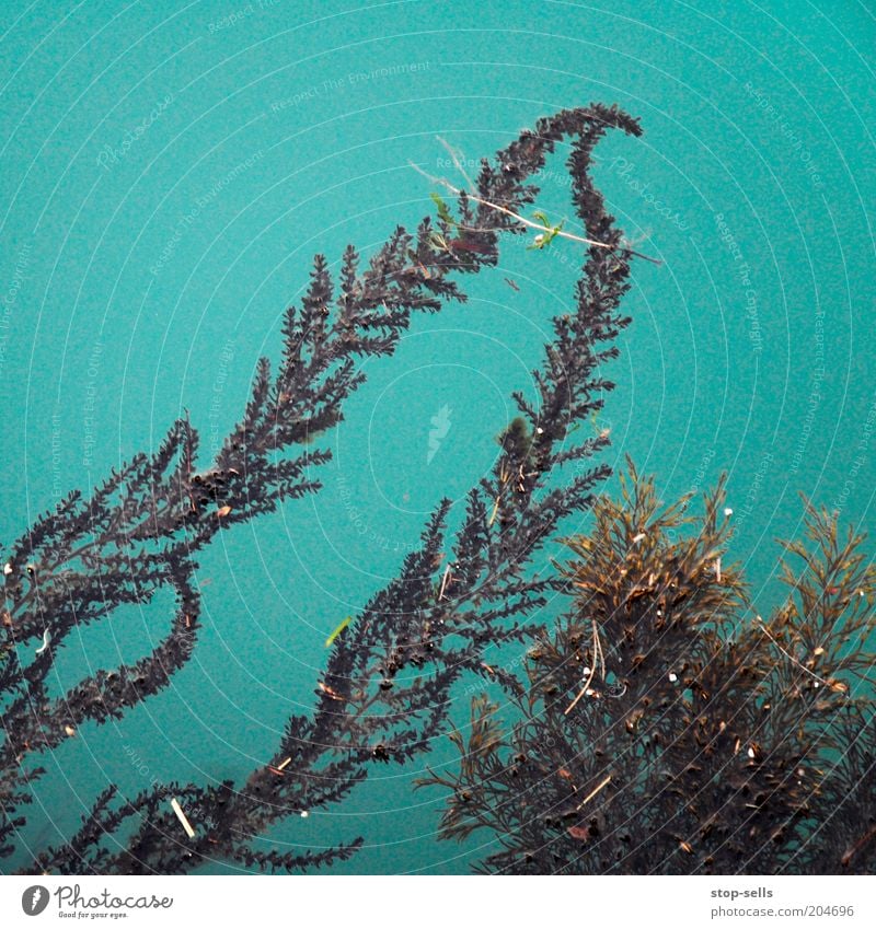 Letalis Nature Water Fern Foliage plant Pond Turquoise Aquatic plant Colour photo Bird's-eye view Exterior shot Deserted Copy Space top Copy Space left