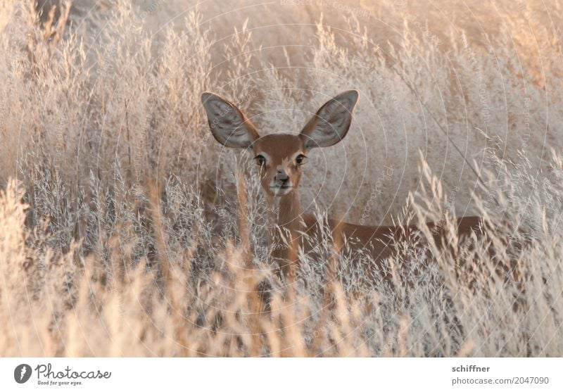 Tension listeners! Environment Nature Plant Animal Beautiful weather Warmth Drought Grass Bushes Desert Wild animal 1 Listening Looking Nerviness Watchfulness