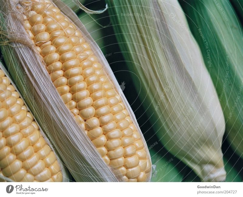 Analog maize Food Vegetable Maize Nutrition Authentic Fresh Near Colour photo Interior shot Deserted Shallow depth of field Corn cob