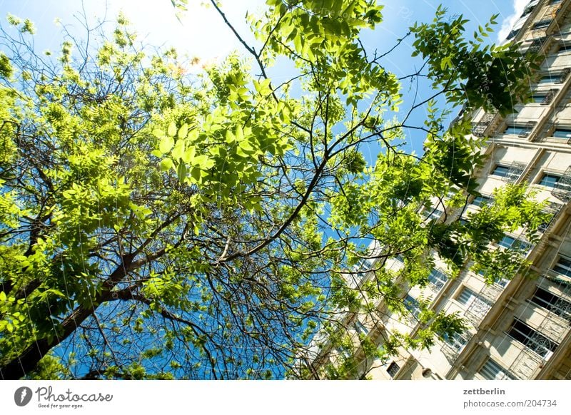 Searching for the Pantheon Tree Branch Twig Leaf Leaf green House (Residential Structure) Window Glazed facade Town house (City: Block of flats) Sky Sun