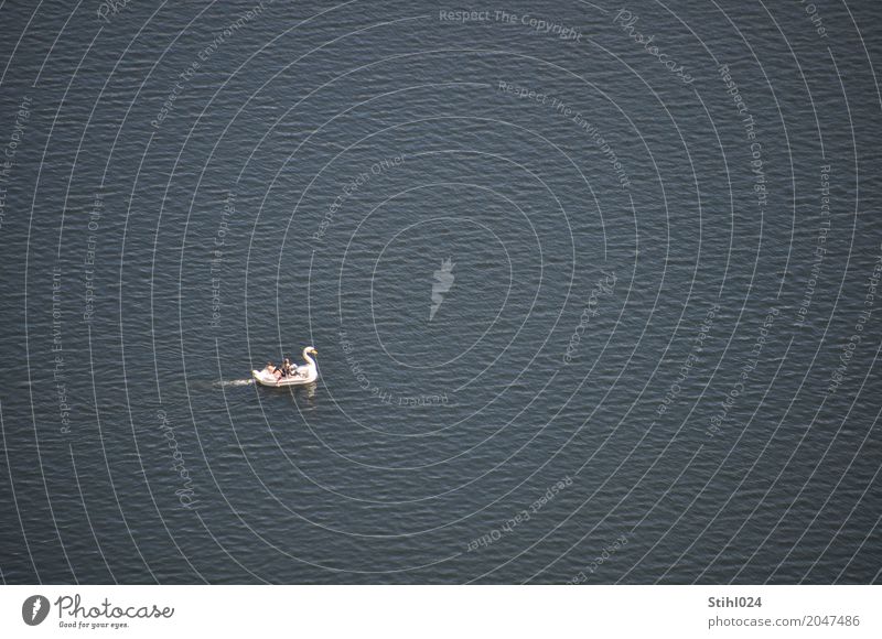 my dear swan..... Joy Happy Pedalo Vacation & Travel Trip Summer Human being Friendship 4 Water Beautiful weather Lake Swan Relaxation Driving Dream Free