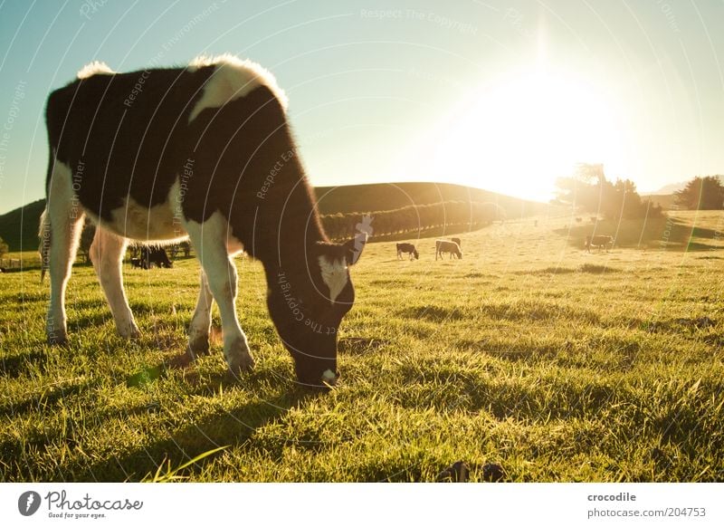 New Zealand 83 Environment Nature Landscape Sky Sunrise Sunset Sunlight Beautiful weather Meadow Field Hill Animal Farm animal Cow Group of animals Herd