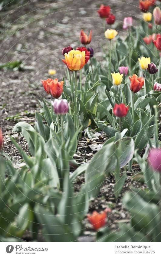 Something's blossoming. Nature Plant Earth Tulip Blossom Garden Park Blossoming Growth Fragrance Fresh Multicoloured Green Colour photo Exterior shot Day