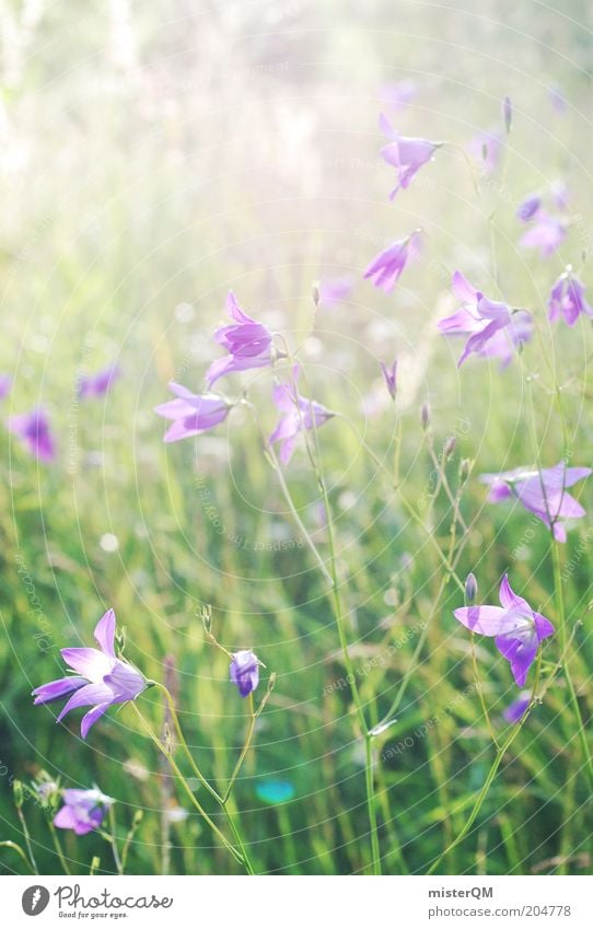 Summer meadow. Environment Nature Plant Esthetic Fragrance Inspiration Sustainability Time Violet Summerflower Blossom Green Calm Romance Colour photo