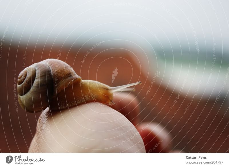 Schnecki Animal Wild animal Snail 1 Baby animal Slimy Soft Snail shell Living thing Mollusk Snail slime Sticky Exterior shot Close-up Day Animal portrait