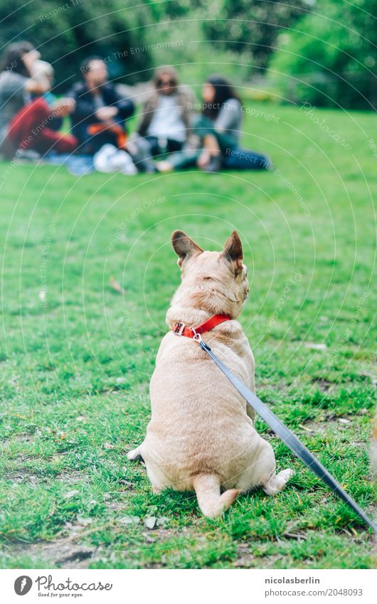 Dog on leash Joy Leisure and hobbies Summer Park Animal Pet 1 Observe Sit Happy Cuddly Town Happiness Contentment Joie de vivre (Vitality) Serene Patient Calm