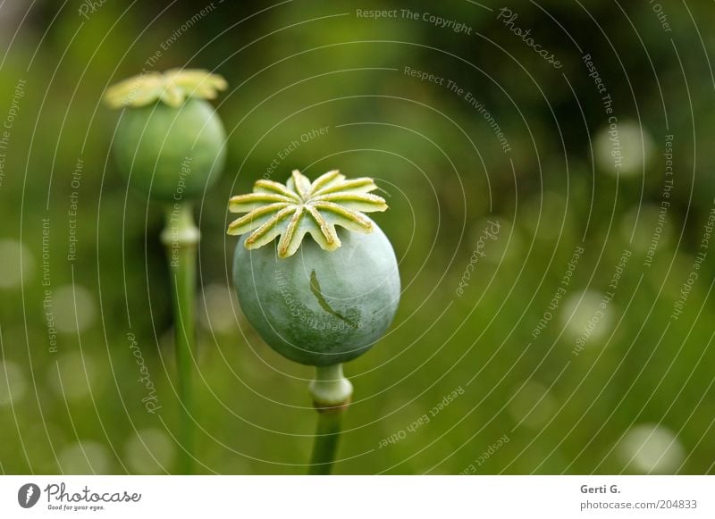 grate Nature Plant Poppy capsule Seed Esthetic Natural Growth In pairs Colour photo Subdued colour Exterior shot Close-up Copy Space right Day