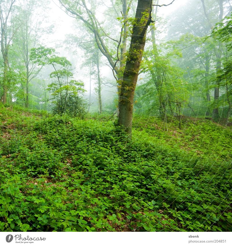 rest Environment Nature Plant Climate Fog Tree Foliage plant Forest Colour photo Exterior shot Morning Calm Untouched Wilderness Deciduous forest Ivy Make green