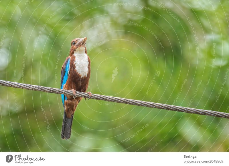 White-Breasted Kingfisher Environment Nature Landscape Plant Animal Warmth Tree Leaf Forest Virgin forest Lakeside River bank Waterfall Wild animal Bird