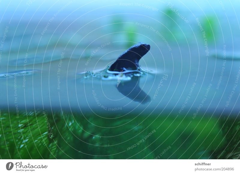 shark fin Environment Nature Animal Frog Aquarium 1 Baby animal Water Aquatic plant Surface of water Close-up Detail Macro (Extreme close-up) Underwater photo